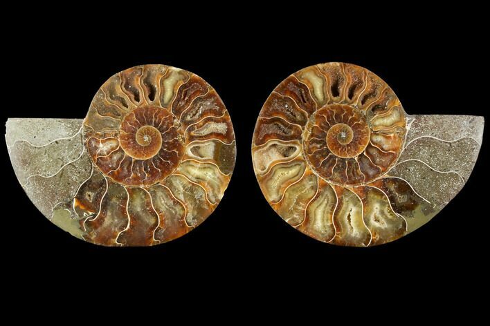 Agatized Ammonite Fossil - Madagascar #114850